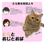 初めまして！短足マンチカンのとらきちです🐈